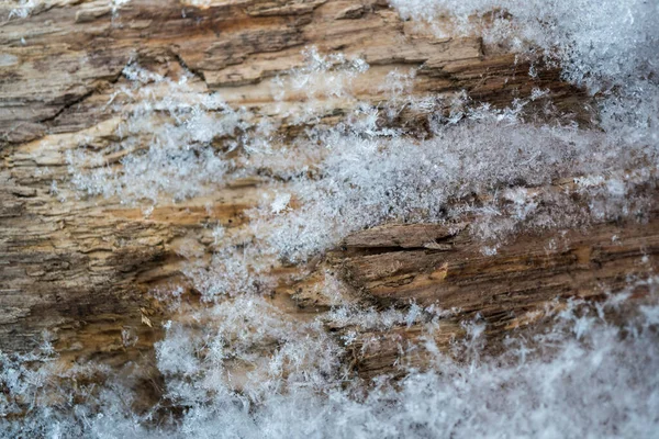 Struktura Dřeva Struktura Dřevěných Zrn Řezu Obrázek Struktury Stromu Pozadí — Stock fotografie