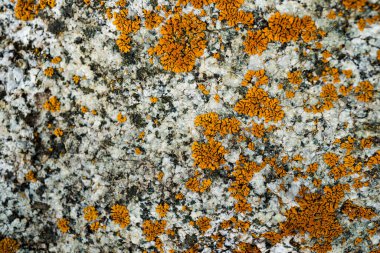 Taşın dokusu yosunla büyümüş. Bir kayanın arka plan görüntüsü