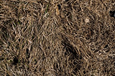 Sedilmiş ot dokusu. Cansız arka plan görüntüsü. Sibirya toprağı. Makro fotoğraf.