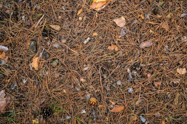 Doku sararmış iğneler. Arkaplan resmi. Makro fotoğraf.