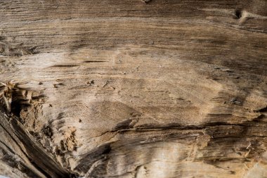 Ahşap dokular. Kesikteki ahşap taneciklerin dokusu. Bir ağaç yapısının arkaplan resmi.