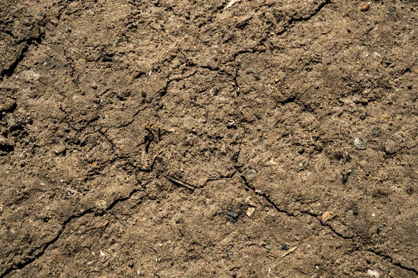 Toprağın dokusu. Arkaplan resmi. Sibirya toprağı. Makro fotoğraf.
