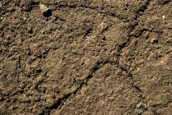 Toprağın dokusu. Arkaplan resmi. Sibirya toprağı. Makro fotoğraf.
