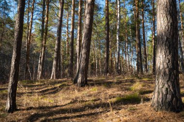 Bahar Ormanı 'nın arka plan görüntüsü. Doğa canlanıyor. Kozalaklı orman. Ağaç gövdeleri. Karışık orman. Kozalaklı kaplama. Güneş ışığı ışınları. Peri ormanı. Mesaj için yer var. Doğal manzara..