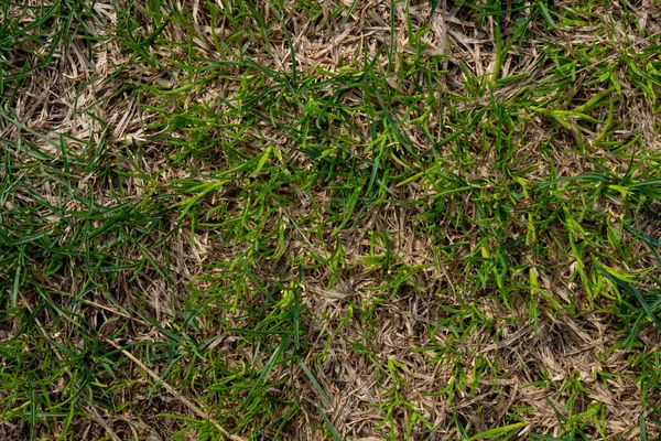 Tekstura Zielonej Trawy Młoda Trawa Wiosenny Trawnik Obraz Tła Płytkiej — Zdjęcie stockowe