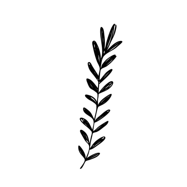 Handgezeichnete Abstrakte Florale Zweigsilhouette Schwarz Weiße Umrissvektorillustration Dekorative Zweige Frühlings — Stockvektor