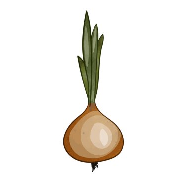 Beyaz arka planda izole edilmiş acı altın soğan. Yaz çiftliği tasarım elemanları. Doğal taze soğan sürüsü. Ambalaj, kart ve diğer tasarımlar için şablon vektör çizimi. Gıda ekosu kavramı.