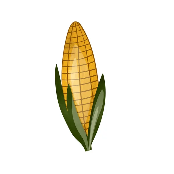 Sweet Golden Corn Isolated White Background Summer Farm Design Elements — Stock Vector