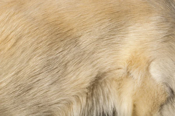 白狗毛表面质感 — 图库照片