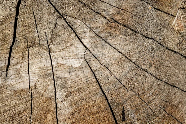 Natural aged wood segment surface texture
