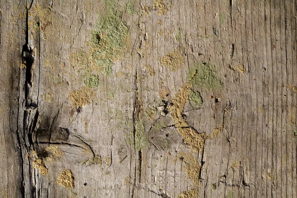 Natural aged wood surface texture