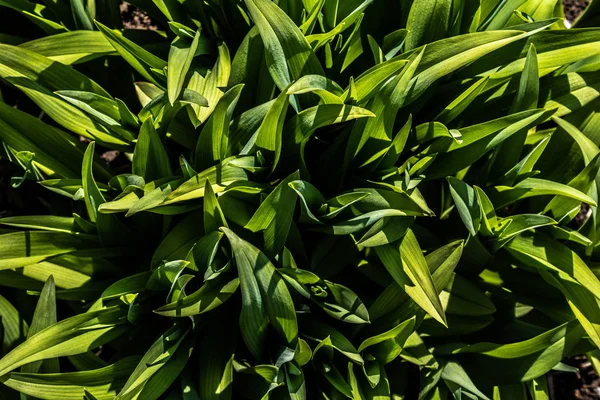 Textura Folhas Verdes Naturais — Fotografia de Stock