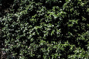 doğal yeşil yaprakları doku