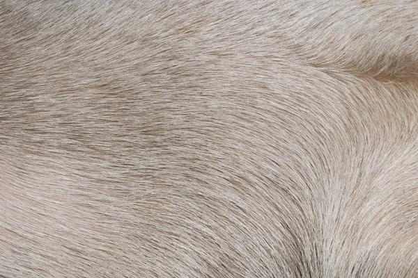 Textura Cabelo Cão Branco — Fotografia de Stock