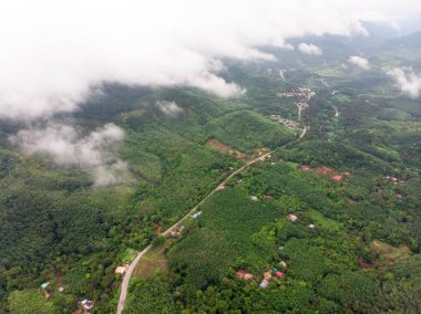 Ormanda havadan görünüm