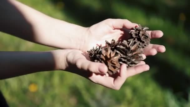 Mãos Menina Tempo Ensolarado Clareira Verde Reúnem Cones Marrons Close — Vídeo de Stock