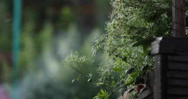 Green Plant Decoration Smoke Background — Stock Video