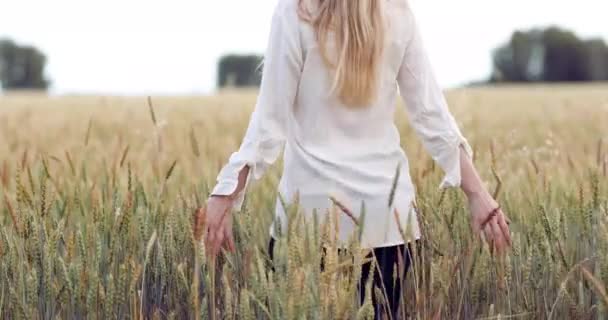 Chica Una Camisa Blanca Camina Través Del Campo Centeno Encoge — Vídeo de stock