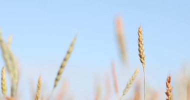 çavdar kulakları alanında rüzgarda sallar