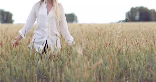 Mädchen Weißen Hemd Geht Über Das Roggenfeld Und Zuckt Mit — Stockvideo