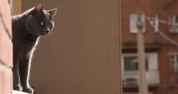 ふわふわの灰色の猫が窓に座っています — ストック動画
