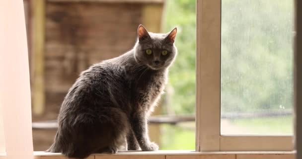 Χνουδωτή Γκρι Γάτα Κάθεται Στο Παράθυρο — Αρχείο Βίντεο