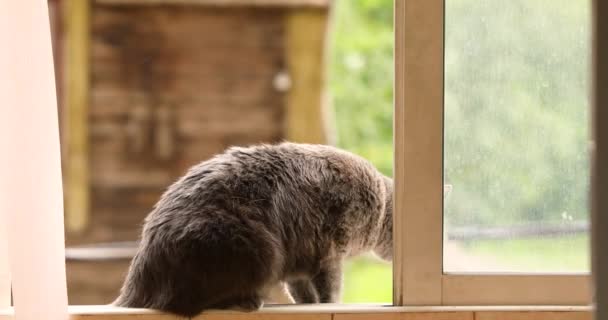 Pluizige Grijze Kat Zit Het Raam — Stockvideo