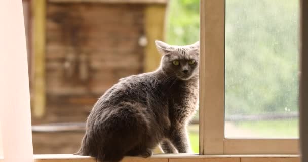 Gato Cinza Fofo Está Sentado Janela — Vídeo de Stock