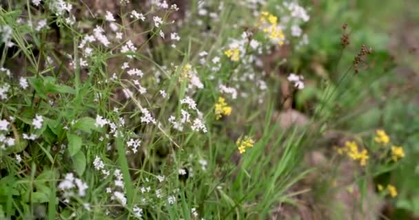 Witte Kleine Bloemen Een Groen Grasveld — Stockvideo