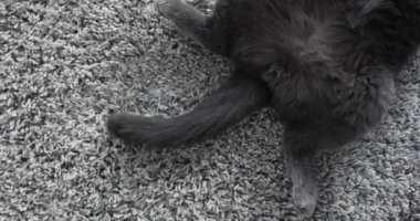 Gri bir halıya uzanmış gri kedi