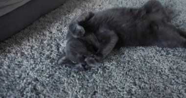 Gri bir halıya uzanmış gri kedi