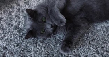 Gri bir halıya uzanmış gri kedi