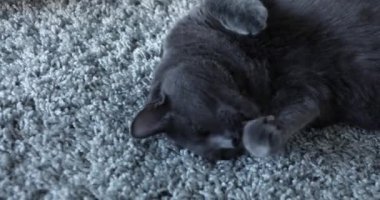 Gri bir halıya uzanmış gri kedi