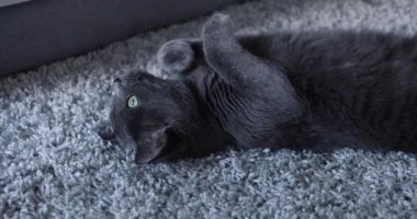 Gri bir halıya uzanmış gri kedi