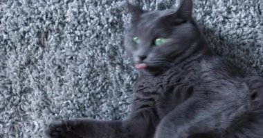 Gri bir halıya uzanmış gri kedi