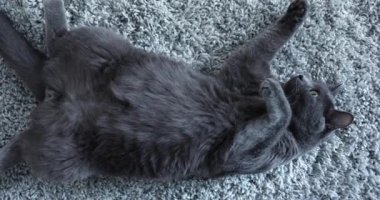 Gri bir halıya uzanmış gri kedi