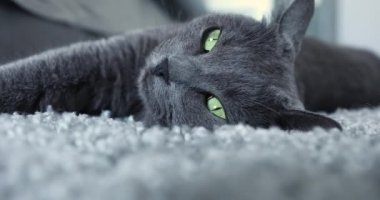 Gri bir halıya uzanmış gri kedi