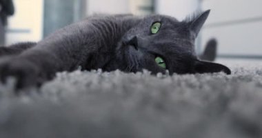 Gri bir halıya uzanmış gri kedi