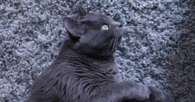 Gri bir halıya uzanmış gri kedi