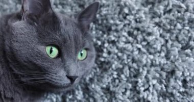 Gri bir halıya uzanmış gri kedi