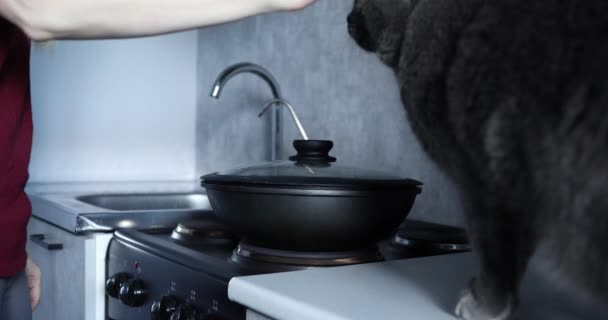 フライパンで食べ物を嗅ぐ灰色の猫 — ストック動画