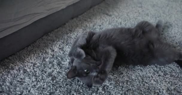 Gray Cat Lies Gray Carpet — Stock Video