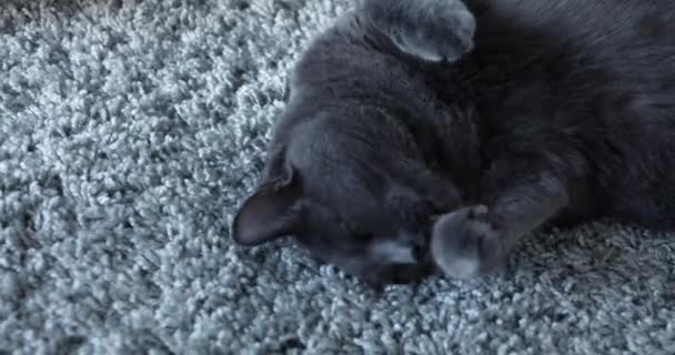 Graue Katze Liegt Auf Grauem Teppich — Stockvideo