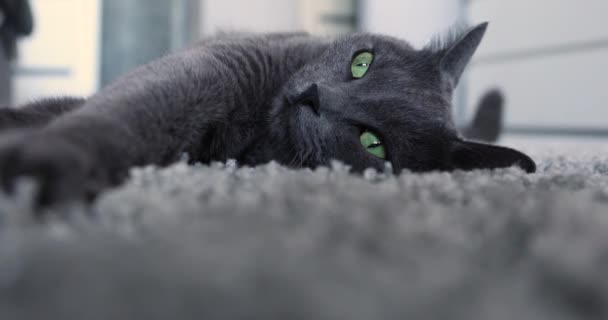 灰色の猫は灰色のカーペットの上に — ストック動画