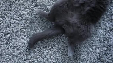 Gri bir halıya uzanmış gri kedi