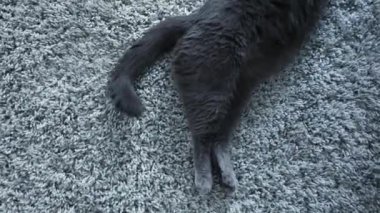 Gri bir halıya uzanmış gri kedi