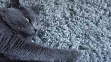 Gri bir halıya uzanmış gri kedi