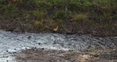 Sarı yağmurluklu ve lastik çizmeli bir kadın su birikintilerinde zıplıyor.