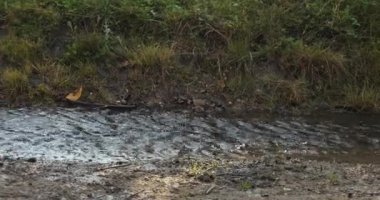 Sarı yağmurluklu ve lastik çizmeli bir kadın su birikintilerinde zıplıyor.