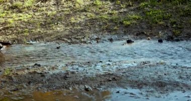 Sarı yağmurluklu ve lastik çizmeli bir kadın su birikintilerinde zıplıyor.